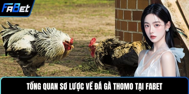 Đá Gà Thomo Sân Chơi Cá Cược Truyền Thống Hiện Đại 1 Tổng quan sơ lược về đá gà thomo tại FABET